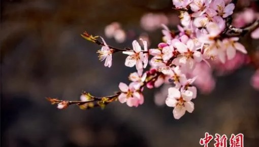今日雨水|又见神州春风拂面,共盼疫情冰雪消融